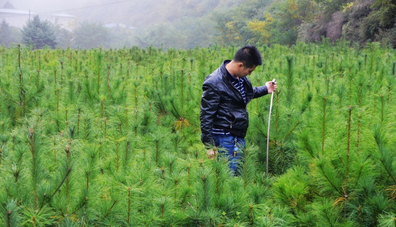 现代林业建设的目标与要求 - 湖北鹏辉林业技术咨询服务有限公司